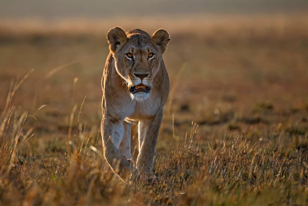 Golden Hour Lioness by Xavier Ortega — canvas wall art