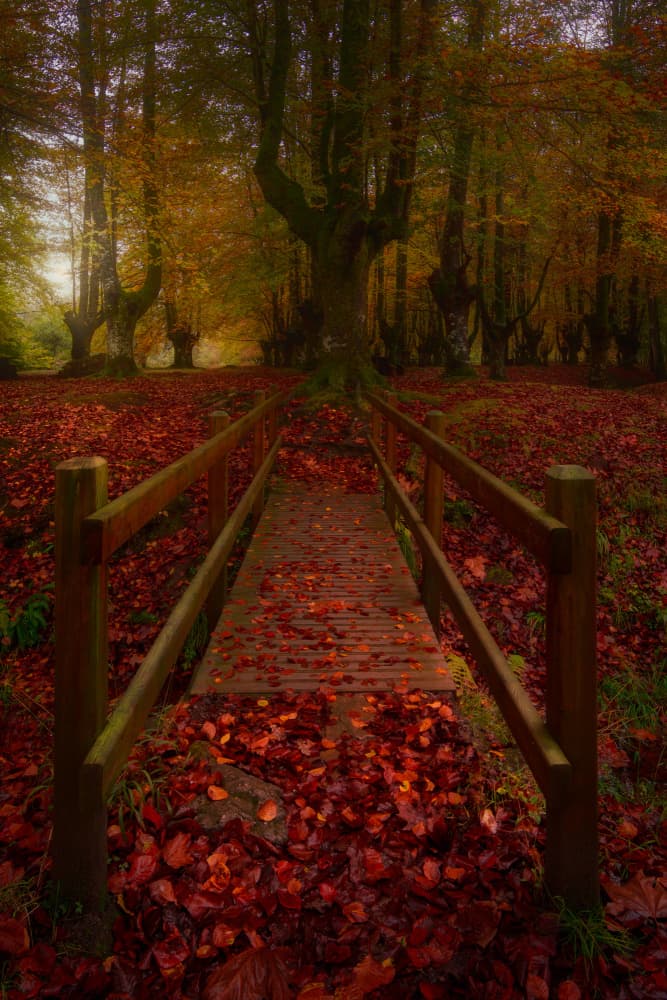 Enchanted Autumn Forest Path by Carlos Hernandez Martinez — canvas wall art