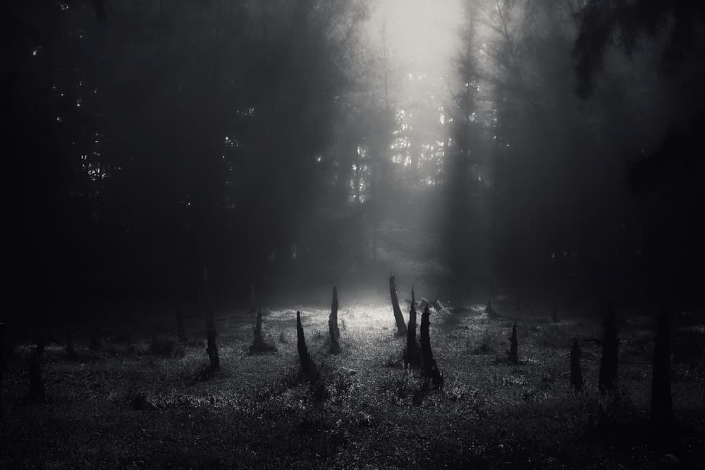 Misty Cypress Woods by swapnil deshpande — canvas wall art
