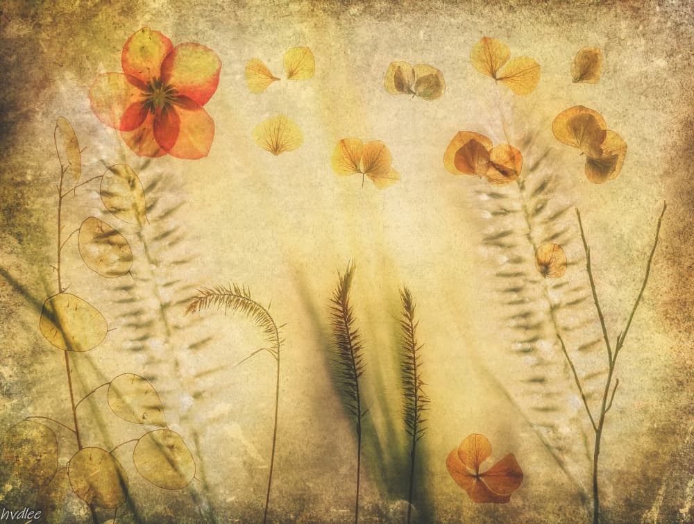 Golden Dried Botanicals by Hilda van der Lee — canvas wall art