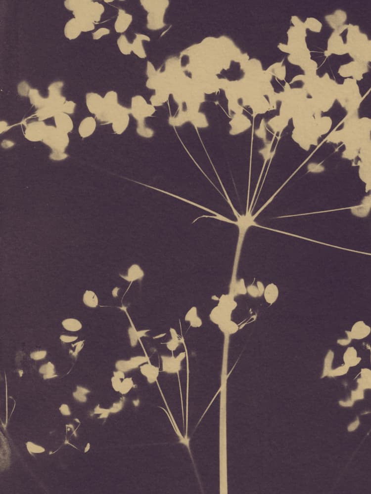Ethereal Botanical Forms by Chickweeds Studio — canvas wall art