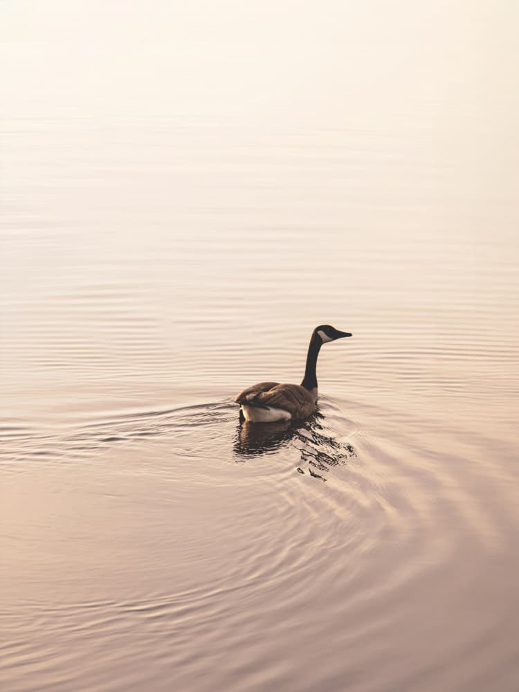 Serene Goose Swim by Stephanie Klatt — canvas wall art