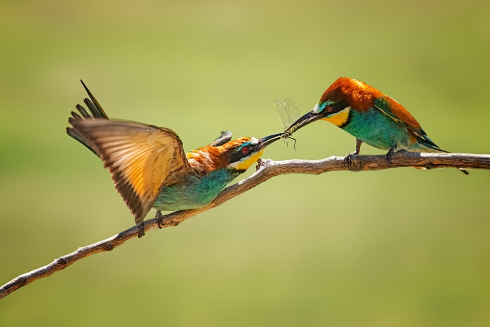 Vibrant Bee-eaters Sharing Prey by Siyu_Wei APA — canvas wall art