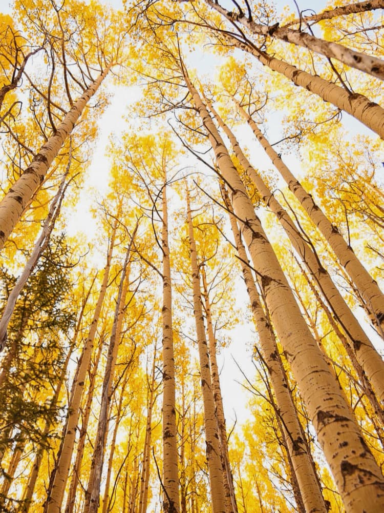 Autumn Aspen Gold by Del Mundo Imagery — canvas wall art