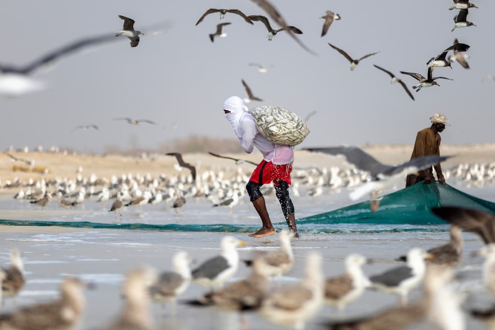 Coastal Fishermen and Gulls by Haitham AL Farsi — canvas wall art