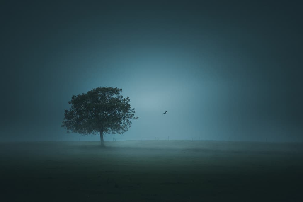 Solitary Tree in Mist by Andrea Fraccaroli — canvas wall art