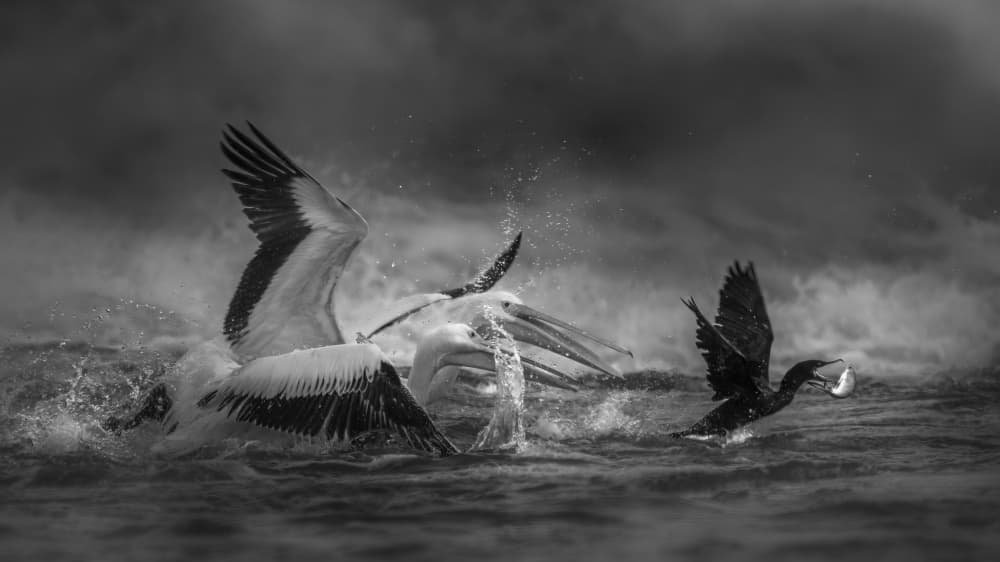 Wild Ocean Bird Hunt by Qing Zhao — canvas wall art