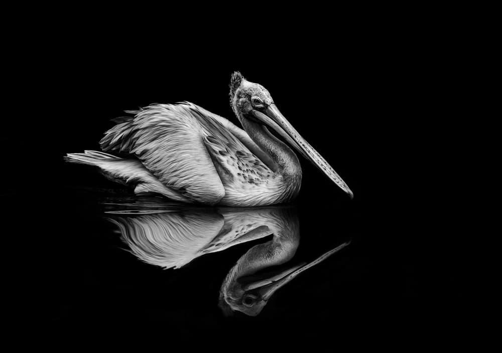 Serene Pelican Reflection by Anita Singh — canvas wall art