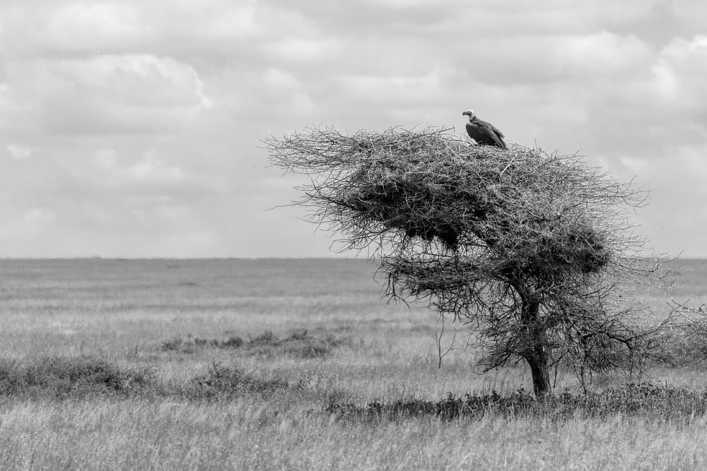 African Vulture Perched by Eiji Itoyama — canvas wall art
