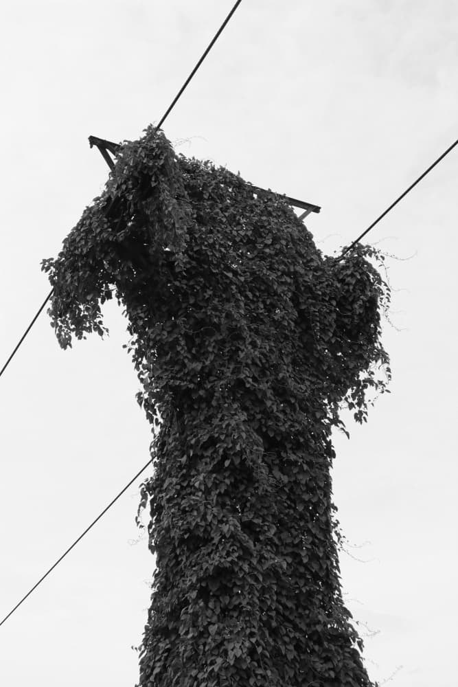 Wild Growth Reaching Sky by Santhosh ch — canvas wall art