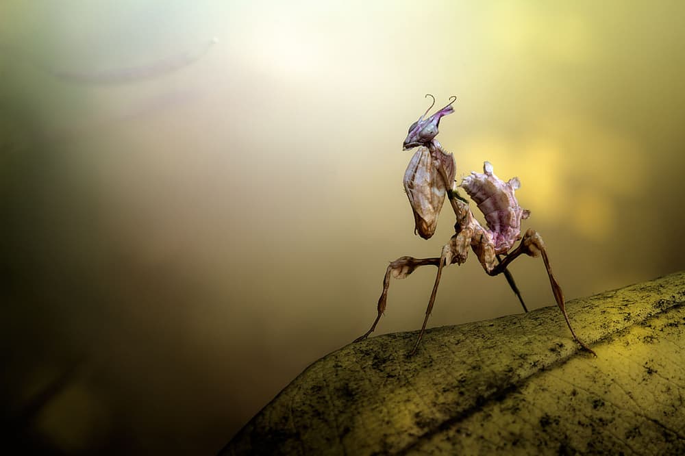 Delicate Orchid Mantis by Jimmy Hoffman — canvas wall art