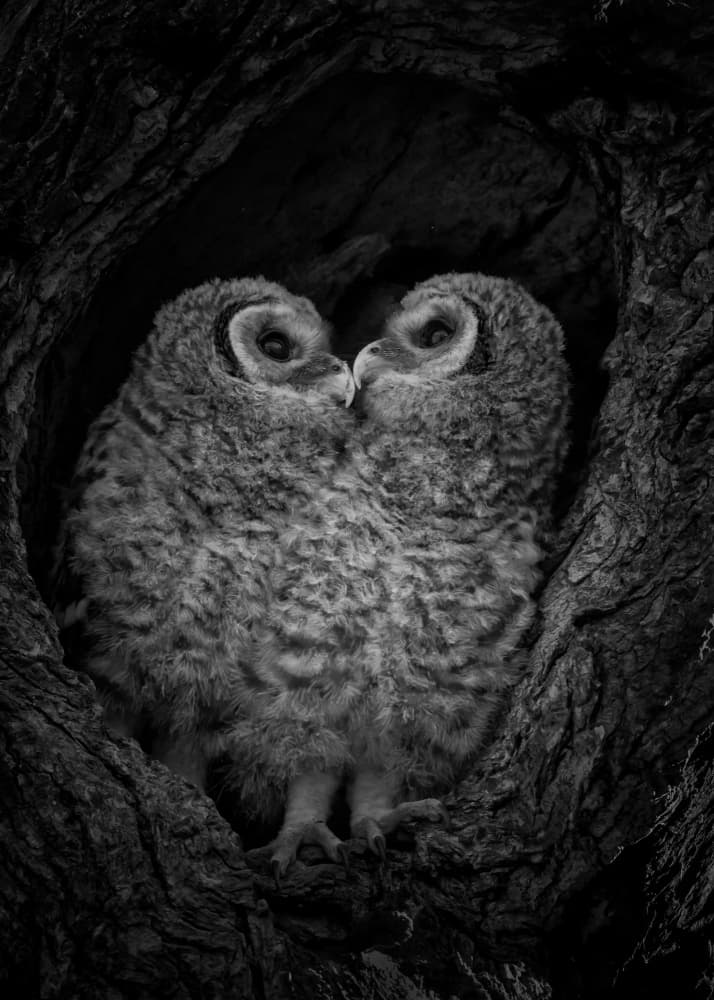 Owlets Intimate Embrace by Sheila Xu — canvas wall art