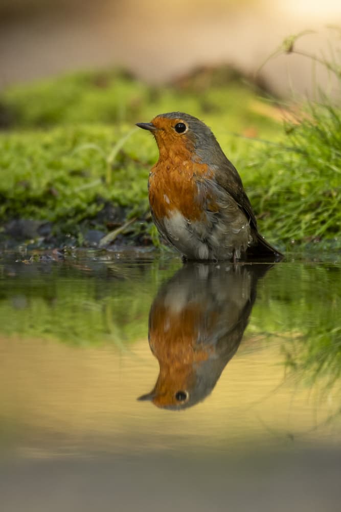 Robin's Quiet Reflection by Caroline Wirtz — canvas wall art