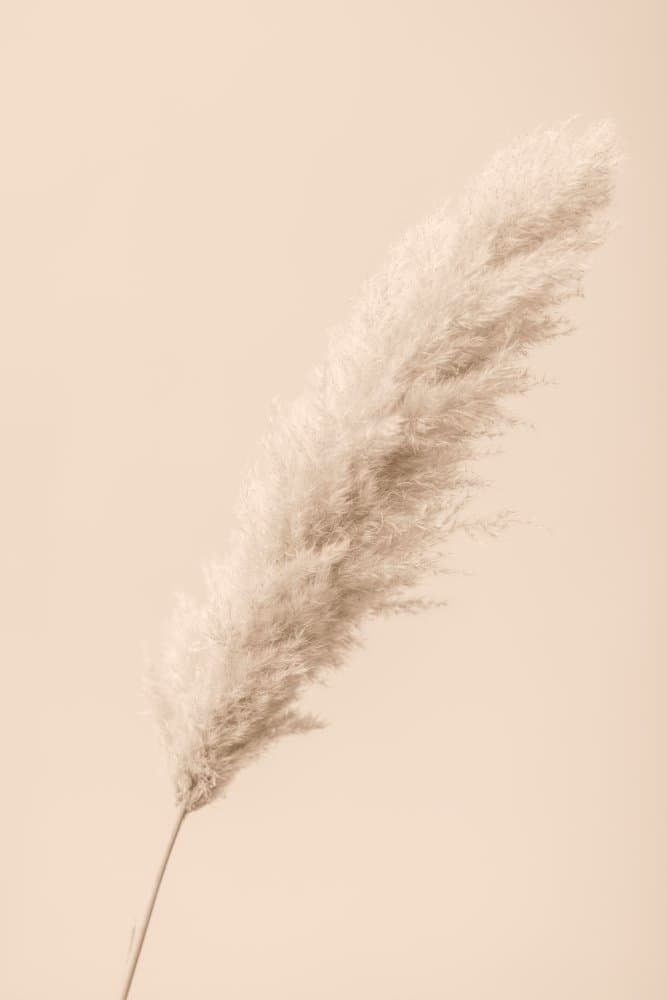 Fluffy Pampas Plume by Pictufy Studio III — canvas wall art