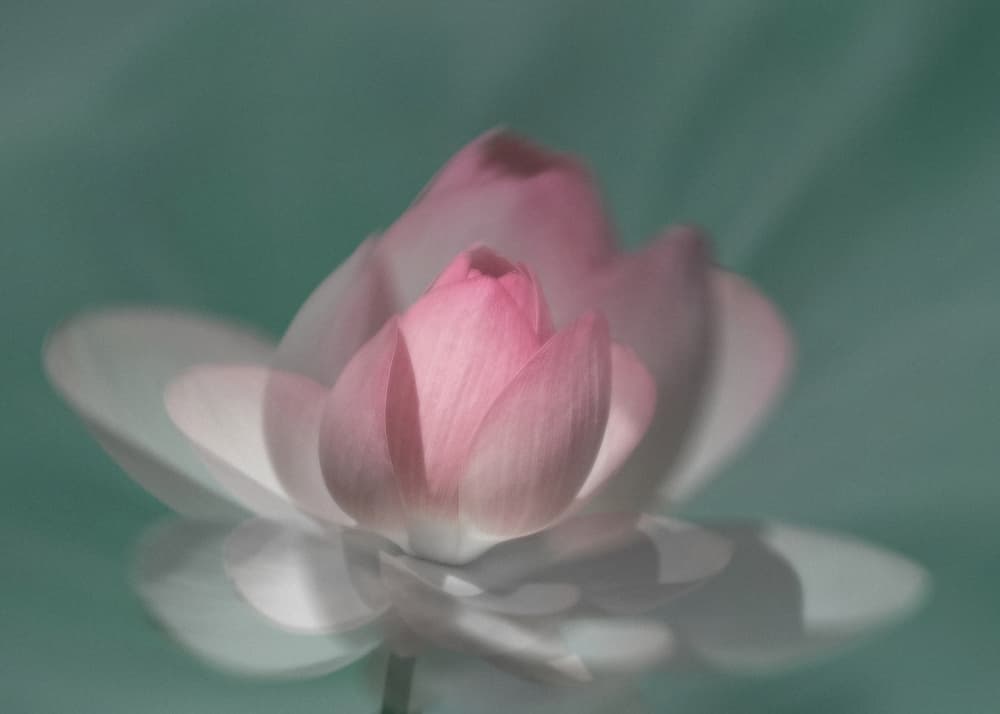 Serene Pink Lotus by Yu Mao — canvas wall art