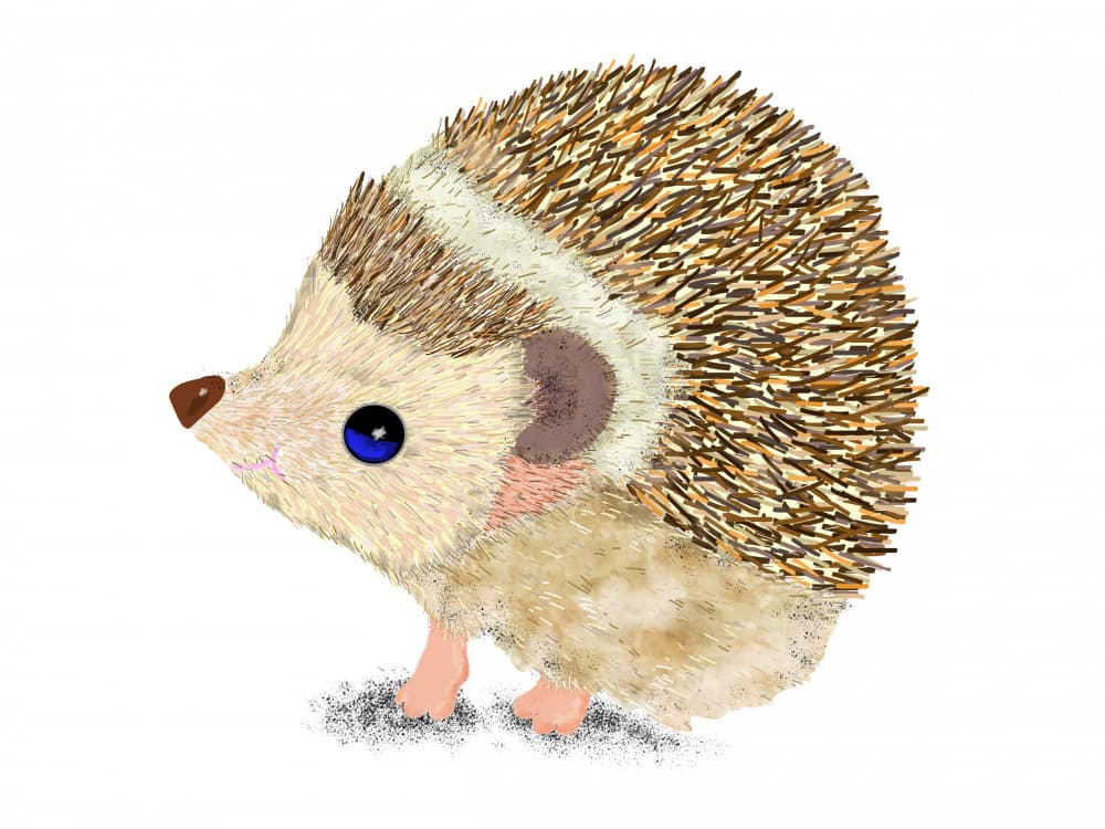 Cute Blue Eyed Hedgehog by Lynnda Rakos — canvas wall art