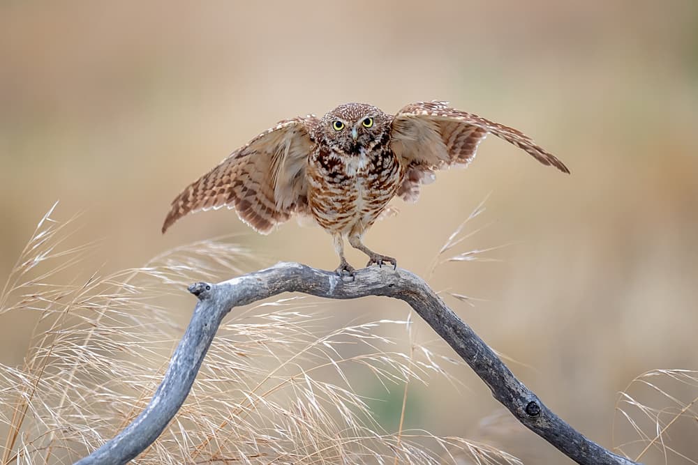 Burrowing Owl Wings Spread by David H Yang — canvas wall art