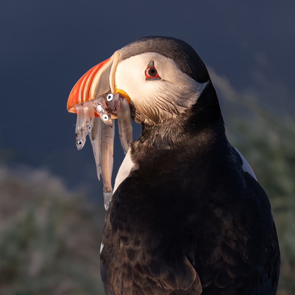 Puffin's Fresh Catch by Chao Feng 天馬 — canvas wall art