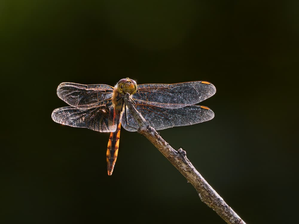 Vibrant Dragonfly Perched by Takiko Hirai — canvas wall art