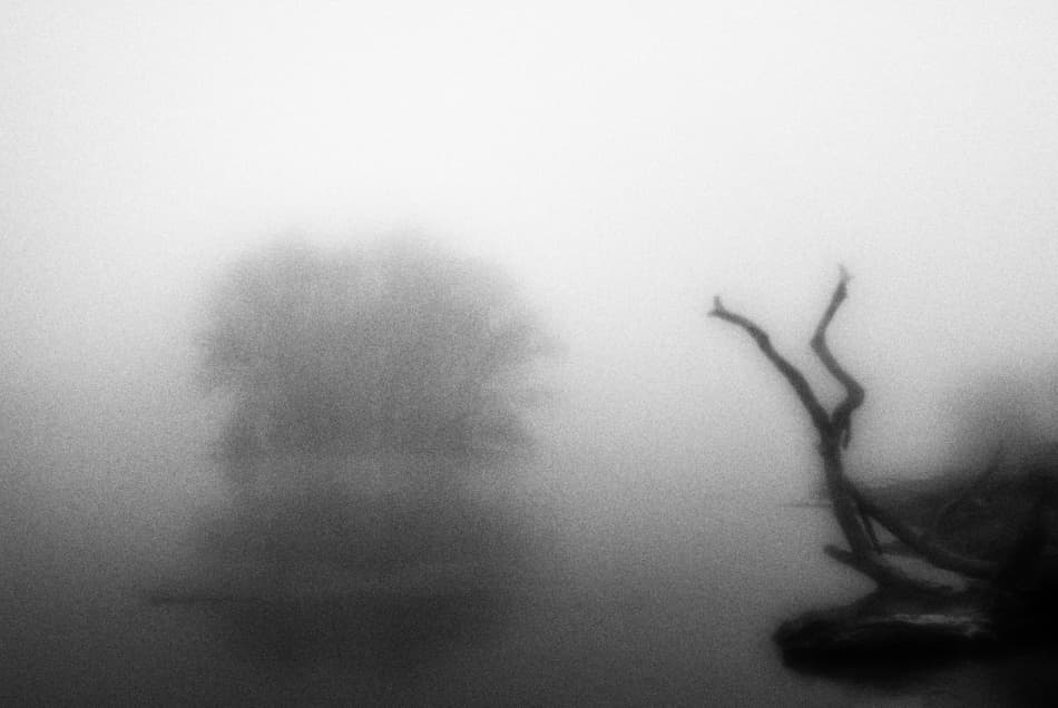 Misty Tree Branch by Codrin Lupei — canvas wall art
