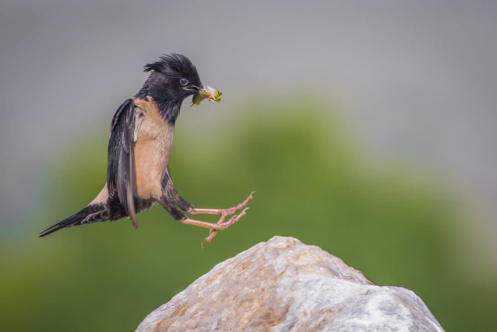 Rosy Starling Landing by Yordan Vasilev — canvas wall art