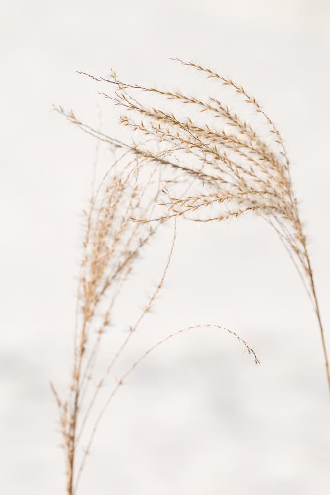 Delicate Winter Grass by Mayra Pama — canvas wall art