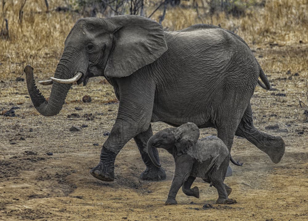 Wild Elephant Mother And Calf by Peet van den Berg — canvas wall art