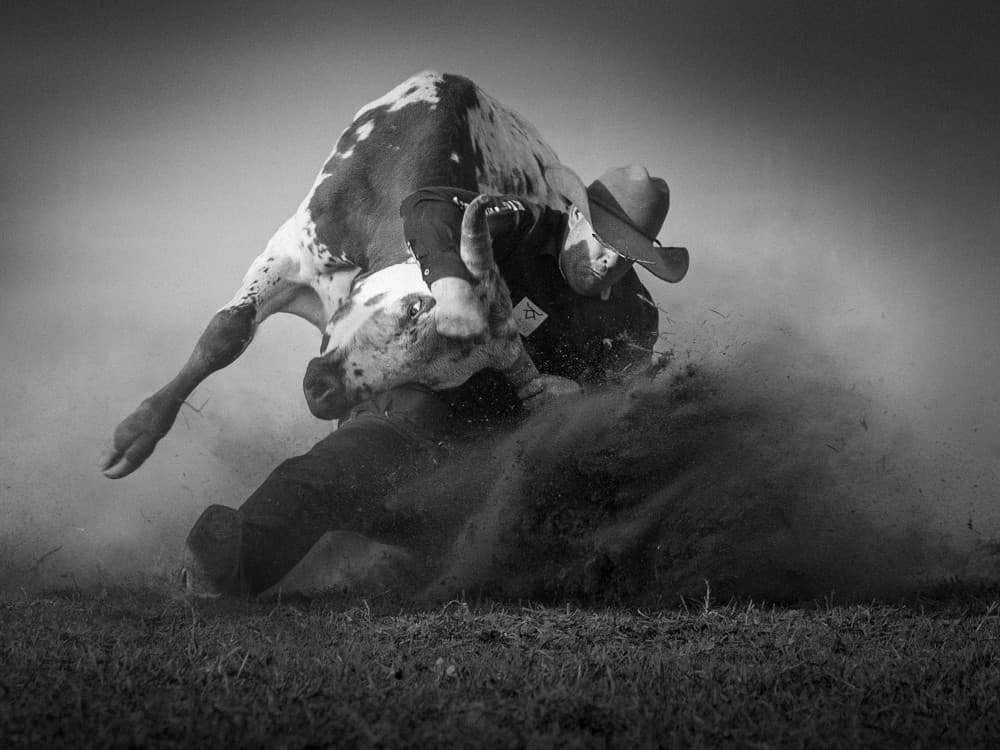 Intense Rodeo Bull Ride by Frank Ma — canvas wall art