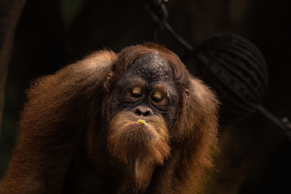 Thoughtful Orangutan by Agus Adriana — canvas wall art