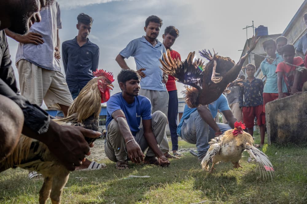 Village Rooster Battle by Kuntal Biswas — canvas wall art