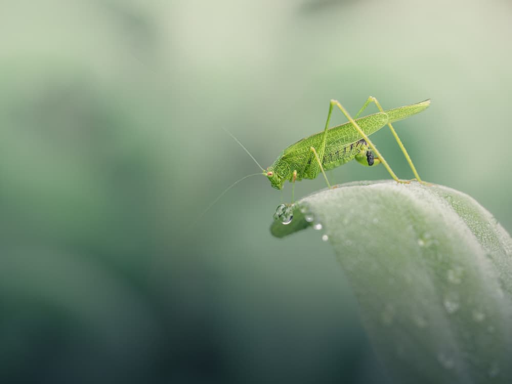 Dewy Green Katydid by Cristiano Giani — canvas wall art