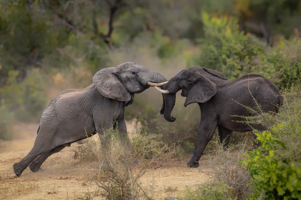 African Elephant Duel by Siyu_Wei APA — canvas wall art