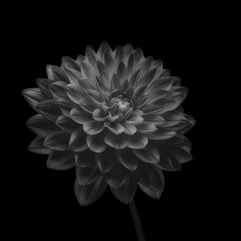 Black Dahlia Bloom by Lotte Grønkjær — canvas wall art