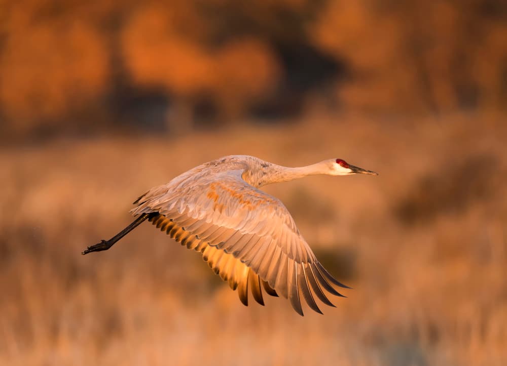 Golden Crane Flight by Aijing H. — canvas wall art