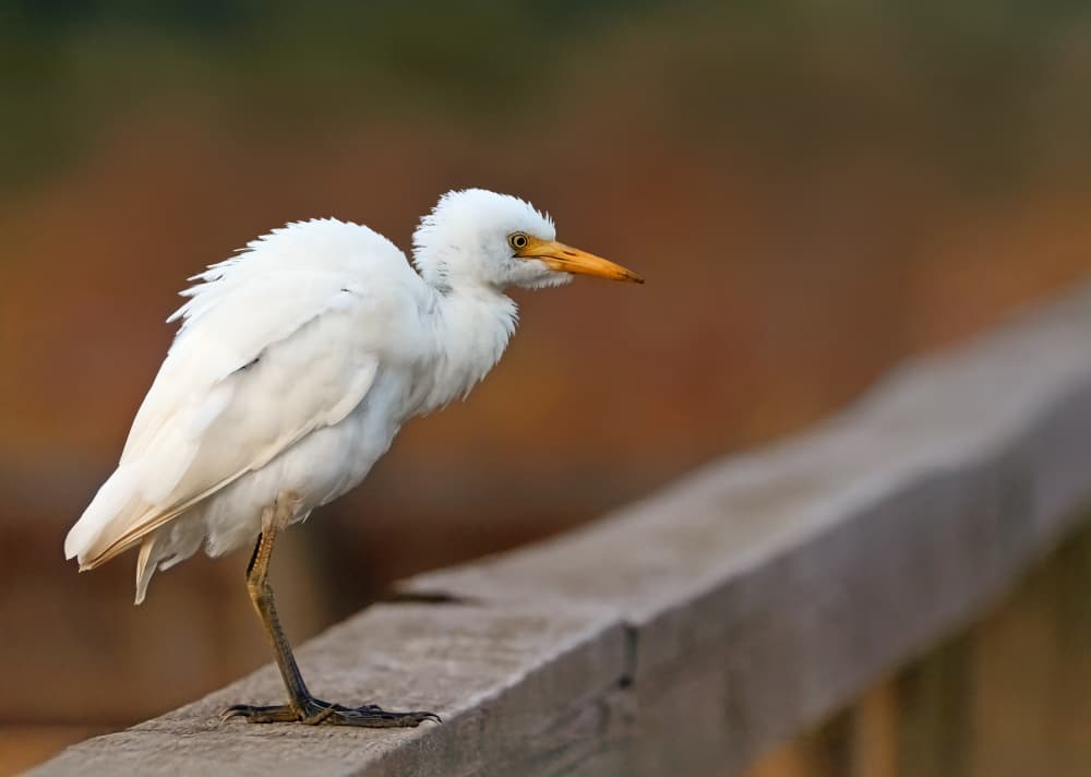 White Egret Warm Light by Michael Burlak — canvas wall art