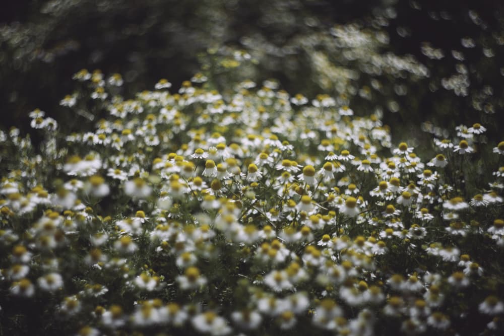 Soft Chamomile Field by Javier Pardina — canvas wall art