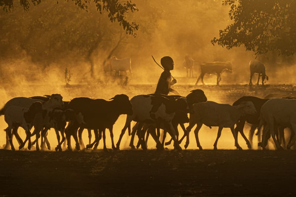 Golden Dust Shepherd by Mei Shi — canvas wall art