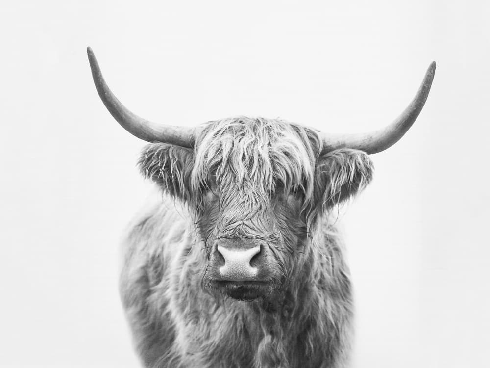 Highland Bull by Kathrin Pienaar — canvas wall art