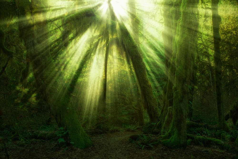 Enchanted Forest Light by Jaroslav Zakravsky — canvas wall art
