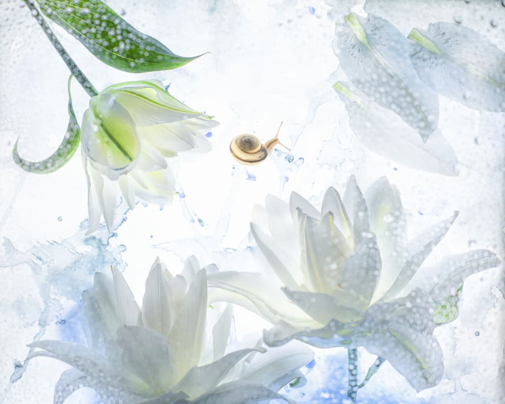 White Blooms and Snail by Miharu † — canvas wall art