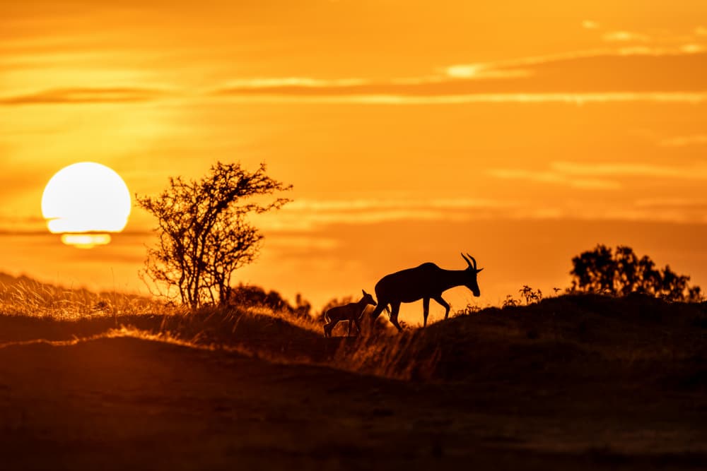 Golden Antelope Sunset by HuongHoang — canvas wall art