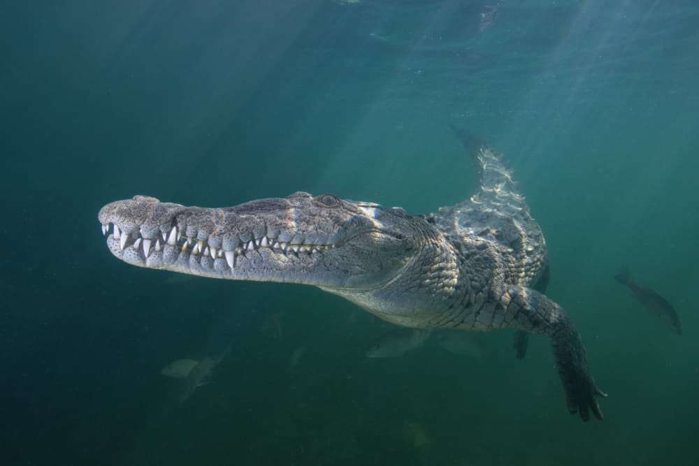 Deep Water Crocodile by Gustavo Costa — canvas wall art