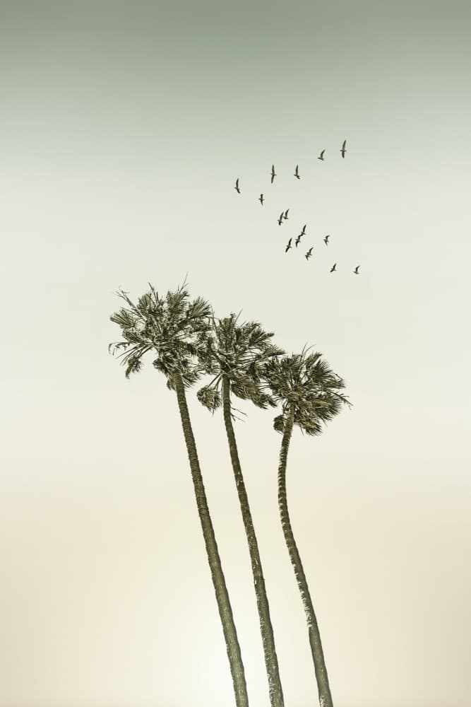 Coastal Palms Flight by Melanie Viola — canvas wall art