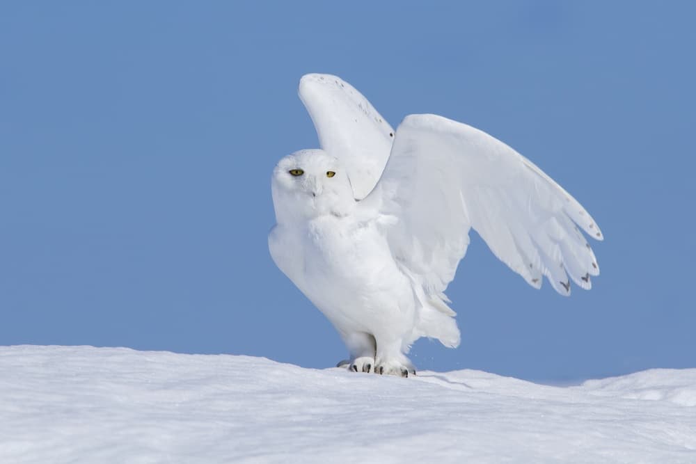 Snowy Owl Spreads Wings by Mircea Costina — canvas wall art