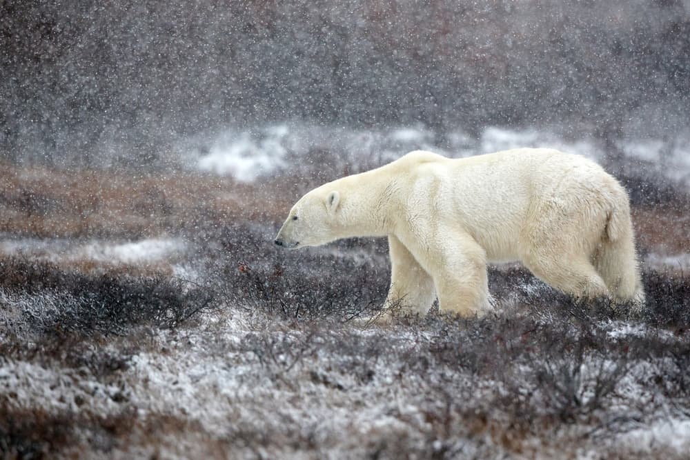 Snowfall Polar Bear by Alessandro Catta — canvas wall art