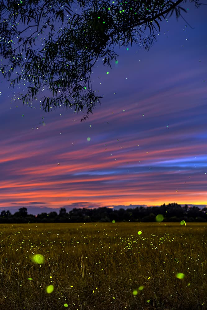 Fireflies at Twilight Field by Hua Zhu — canvas wall art
