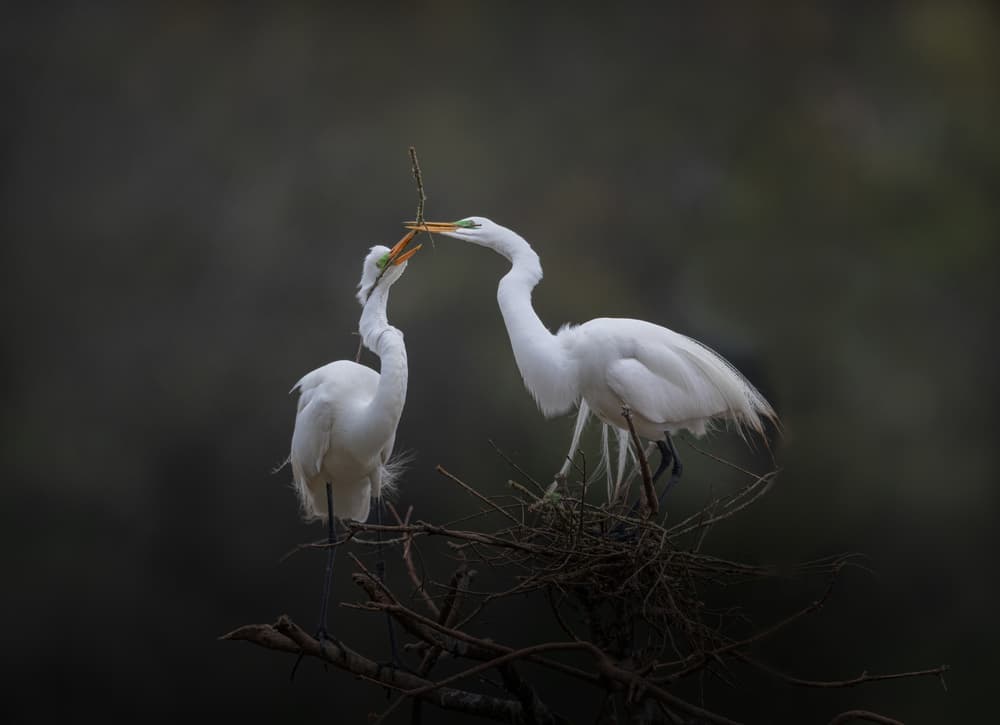 Egrets Building a Nest by Sheila Xu — canvas wall art