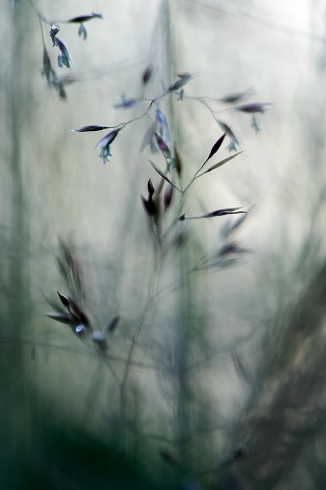 Soft Wild Grass by Luc Baekelandt — canvas wall art