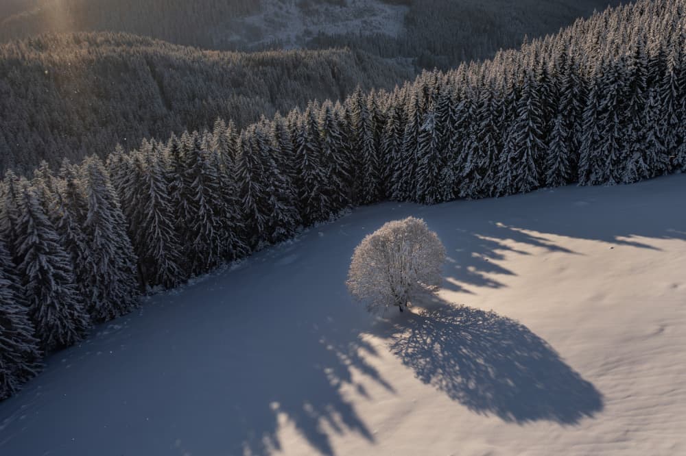 Golden Winter Shadows by Lazar Ioan Ovidiu — canvas wall art