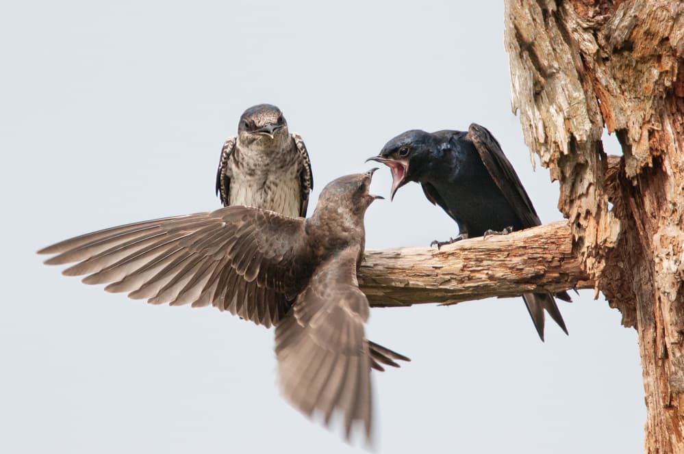 Martins Open Beak Drama by Alfred Forns — canvas wall art